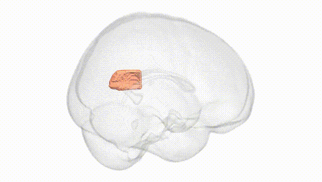 Full Brain White