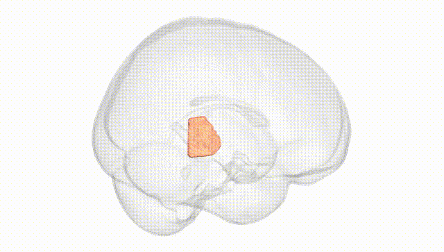 Full Brain White