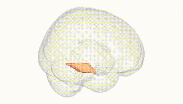 Full Brain White