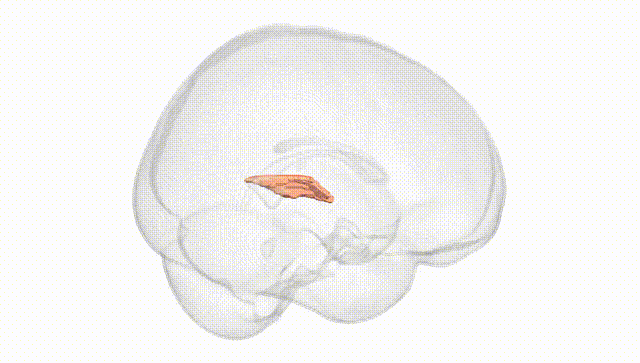Full Brain White
