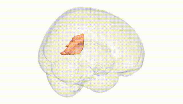 Full Brain White