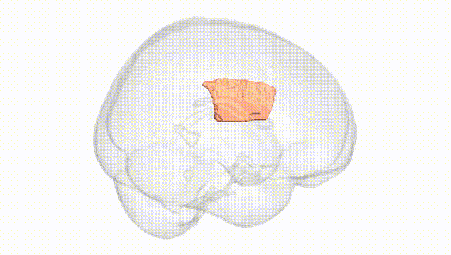 Full Brain White