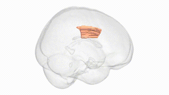 Full Brain White