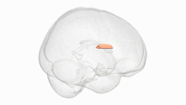 Full Brain White