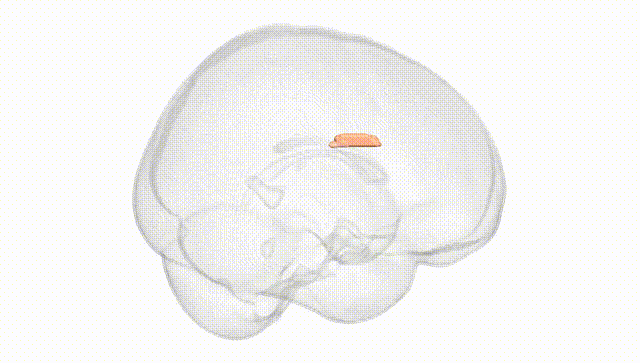Full Brain White