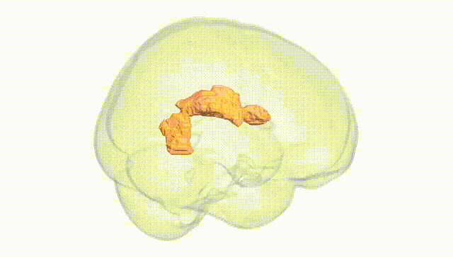 Full Brain White