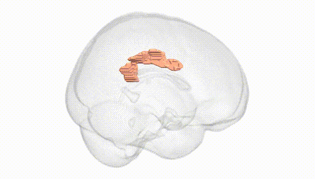 Full Brain White