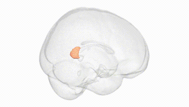 Full Brain White