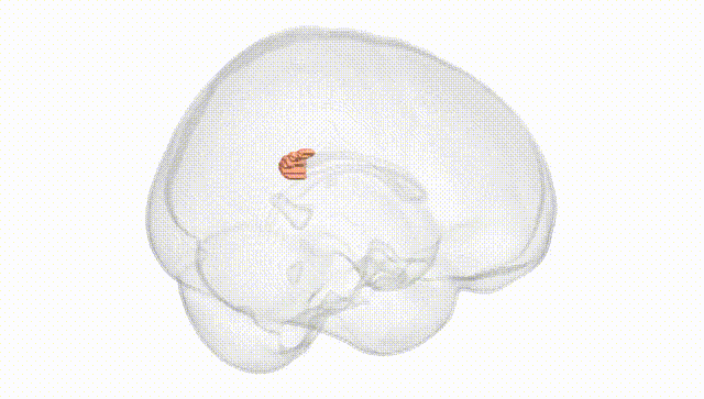 Full Brain White