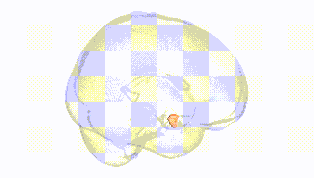 Full Brain White