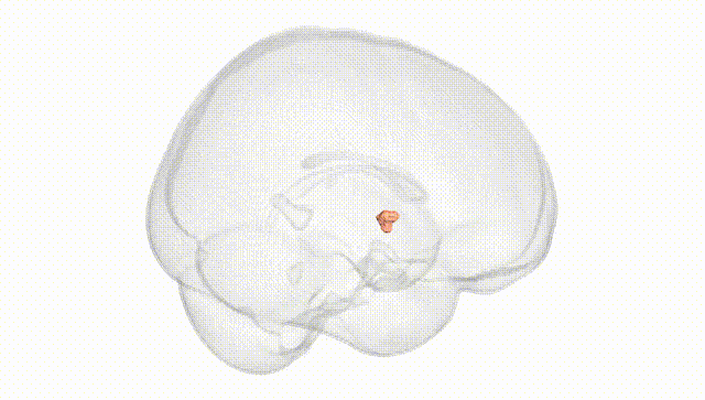Full Brain White