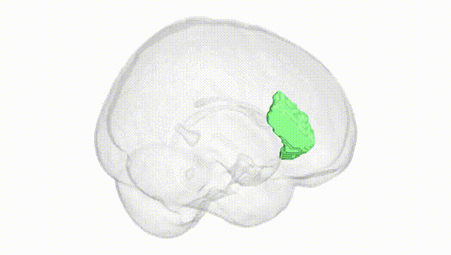 Full Brain White