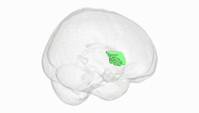 Full Brain White