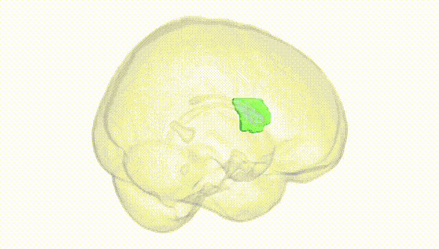Full Brain White
