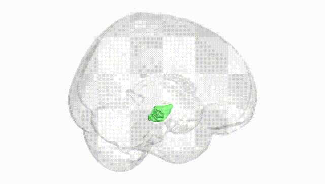 Full Brain White