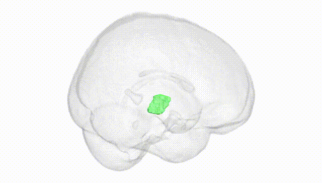 Full Brain White