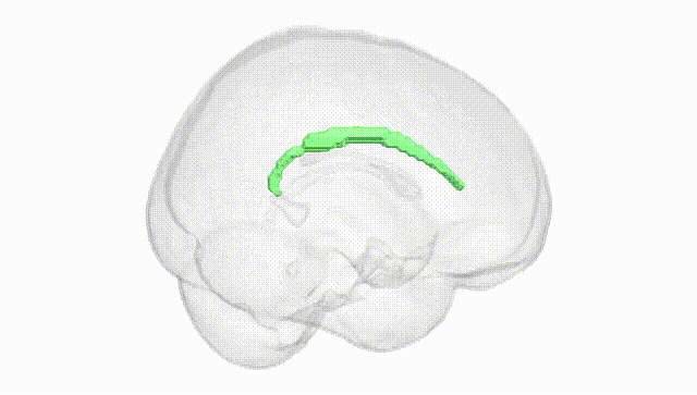 Full Brain White