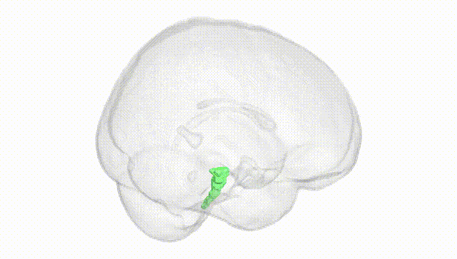 Full Brain White