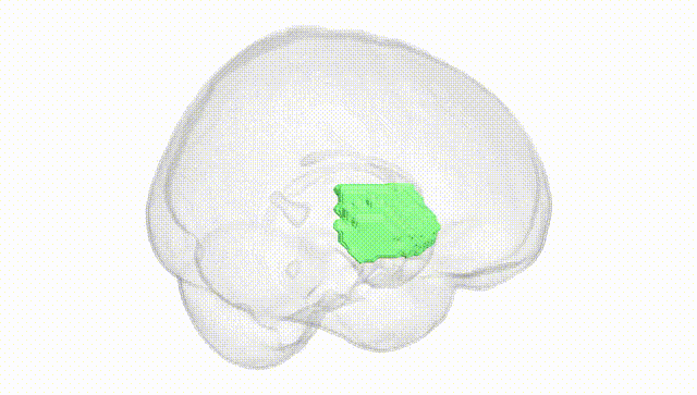 Full Brain White