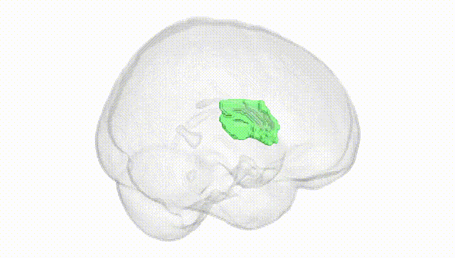 Full Brain White