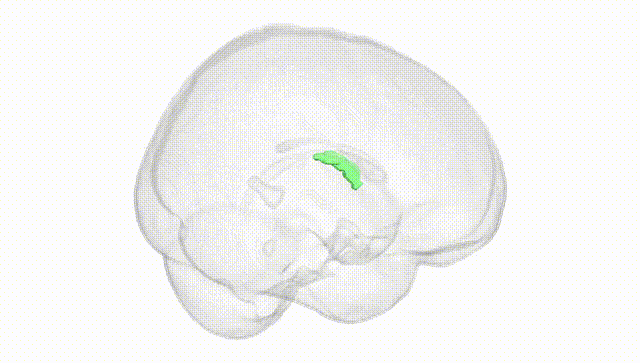 Full Brain White