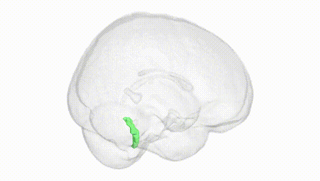 Full Brain White