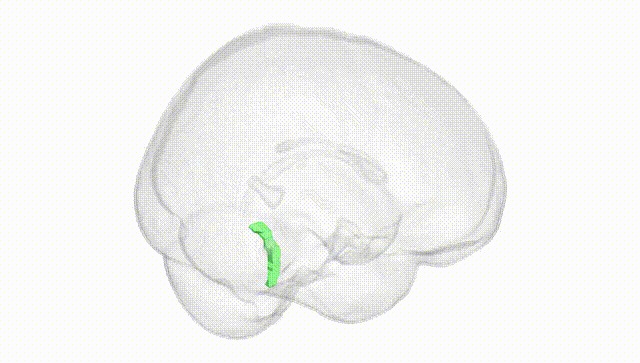 Full Brain White