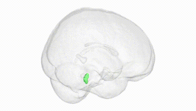 Full Brain White