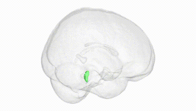 Full Brain White