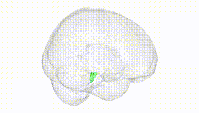 Full Brain White