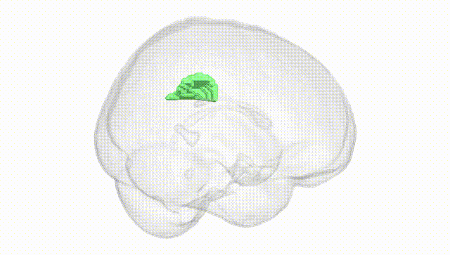 Full Brain White