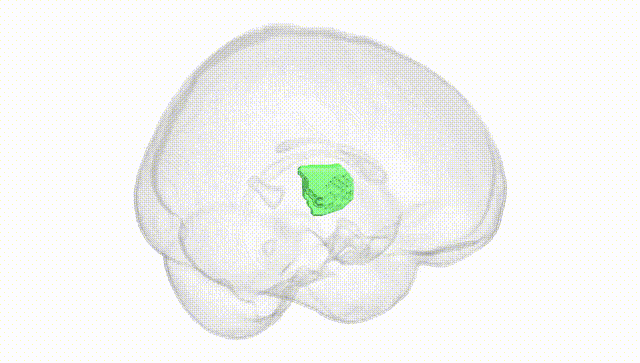 Full Brain White