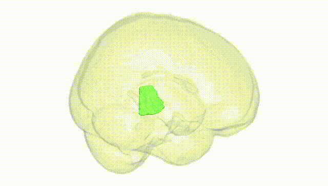 Full Brain White
