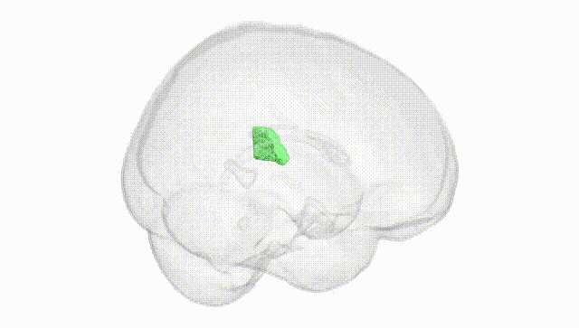 Full Brain White