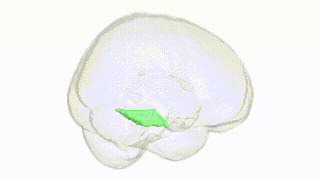 Full Brain White