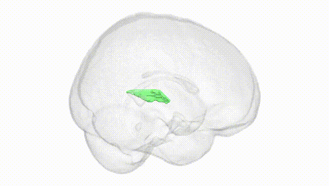 Full Brain White