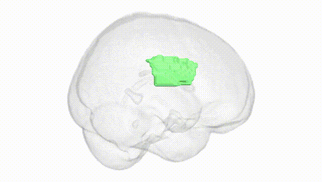 Full Brain White
