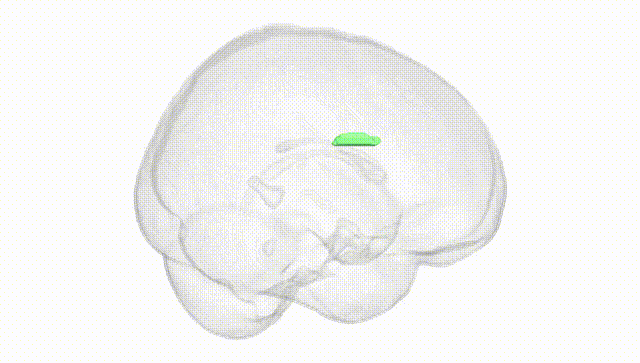 Full Brain White