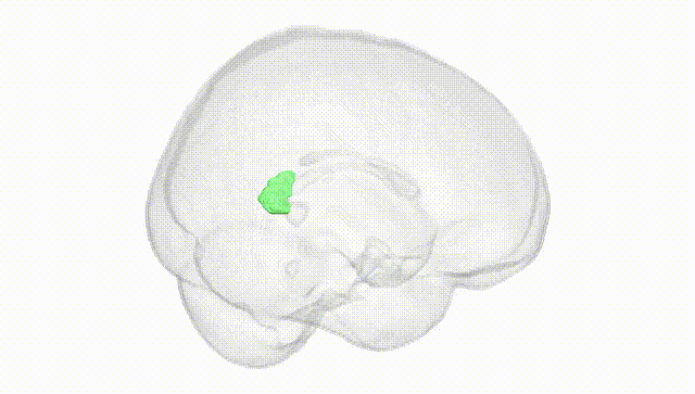 Full Brain White