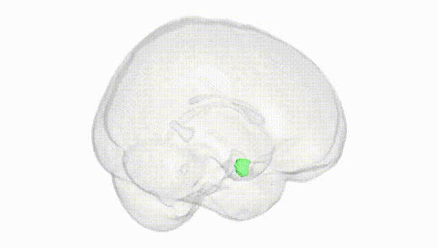 Full Brain White