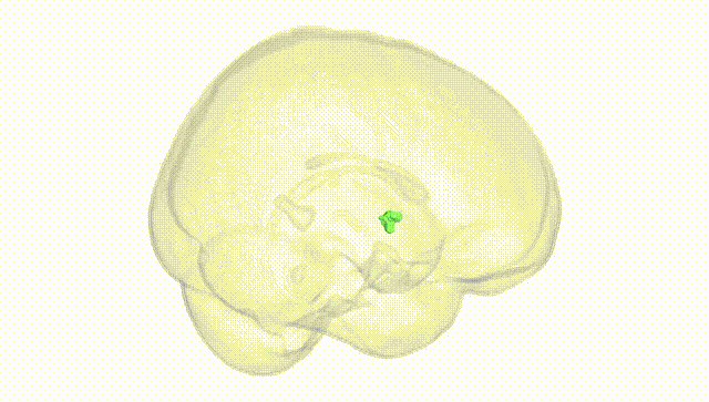 Full Brain White