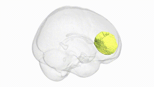 Full Brain White
