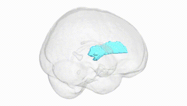 Full Brain White