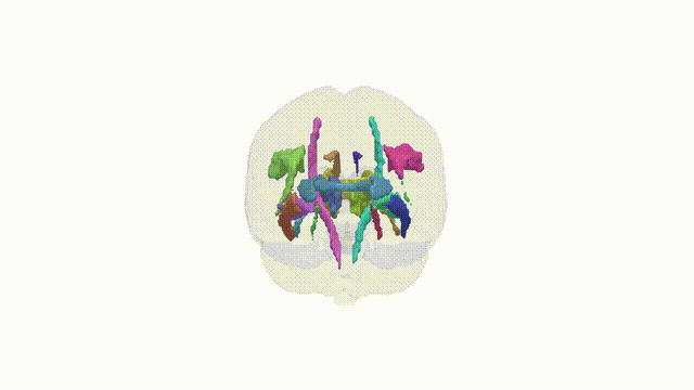 Rotating Brain