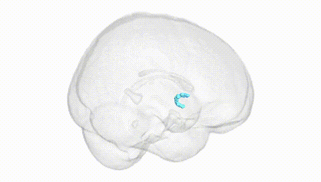 Full Brain White