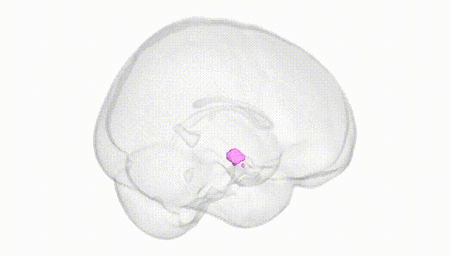 Full Brain White
