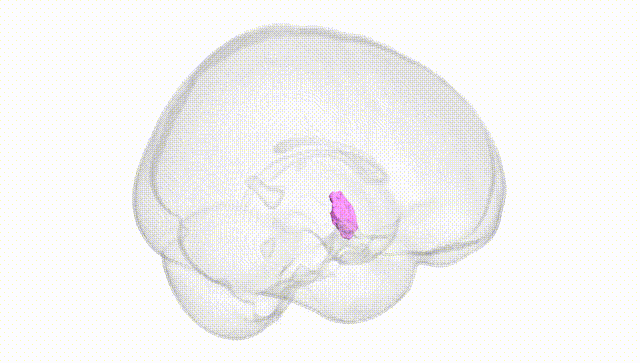 Full Brain White