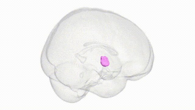 Full Brain White