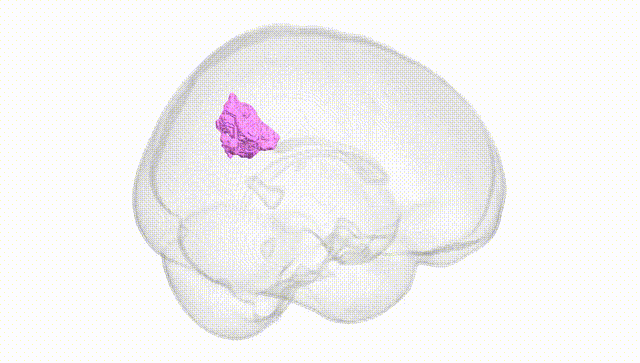Full Brain White