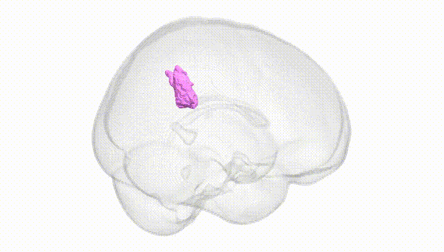 Full Brain White